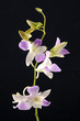 Pink fresh orchid
