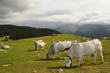 un troupeau de vaches