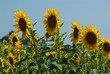 girasoli