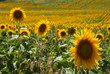 girasoli