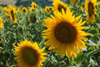 girasoli