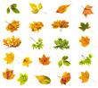 Collage from different autumn leaves on a white background