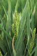 épis de riz dans une rizière