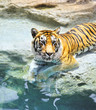 Picture of a bengal tiger near the water ....