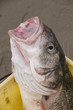Un poisson (bar) tout juste pêché sur la plage de Quend-Plage. Un poisson (bar) tout juste pêché sur la plage de Quend-Plage.