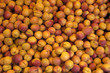 abricots