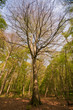 Les hêtres magnifiques de la forêt Les hêtres magnifiques de la forêt