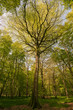 Les hêtres magnifiques de la forêt Les hêtres magnifiques de la forêt
