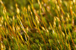 Tapis de mousse végétale en forêt Tapis de mousse végétale en forêt