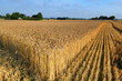 wheat field