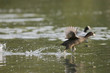 Foulque macroule courant sur l'eau. Foulque macroule courant sur l'eau.