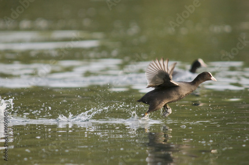 Foulque macroule courant sur l'eau.
