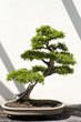Bonsai Tree