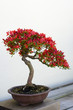 Bonsai Tree