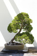 Bonsai Tree