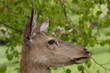 Hirschkuh