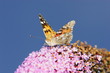 Schmetterling auf Fliederblüte