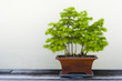 Bonsai Tree