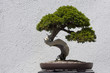 Bonsai Tree