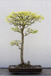 Bonsai Tree