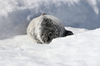 Grey seal