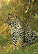 Leopard (Panthera pardus), Masai Mara Game Reserve, Kenya