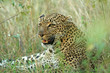 Leopard (Panthera pardus), Masai Mara Game Reserve, Kenya