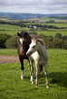 Horse and foal