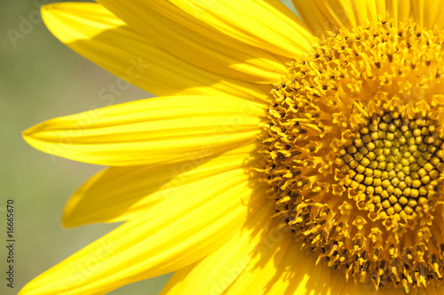 Sunny day flower Sunny day flower