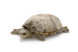 Common Musk Turtle Common Musk Turtle