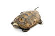 Japanese wood turtle Japanese wood turtle