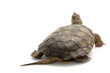 Western Pond Turtle Western Pond Turtle