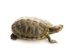 Red-eared Slider Red-eared Slider