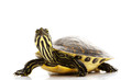 Yellow-bellied Slider Yellow-bellied Slider
