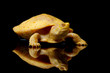 Albino Columbian Slider Albino Columbian Slider