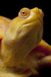 Albino Columbian Slider Albino Columbian Slider