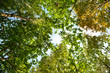 sun in deep forest sun in deep forest