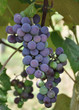 Vineyard