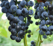 Grapes on a vine