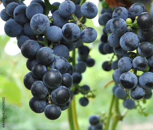 Photo: Grapes on a vine Grapes on a vine