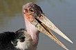Marabu
