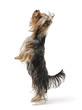 Dog is standing on its hind legs