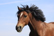 portrait - pony
