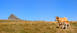 vache de l'aubrac