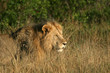 Lion (Panthera leo), Masai Mara Game Reserve, Kenya