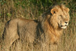 Lion (Panthera leo), Masai Mara Game Reserve, Kenya