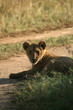 Lion cub (Panthera leo), Masai Mara, Kenya