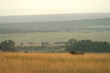 Lion (Panthera leo), Masai Mara Game Reserve, Kenya