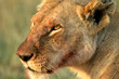 Lion (Panthera leo), Masai Mara Game Reserve, Kenya