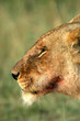 Lion (Panthera leo), Masai Mara Game Reserve, Kenya